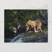 Kodiak Brown Bear Looking For Salmon ポストカード (正面)