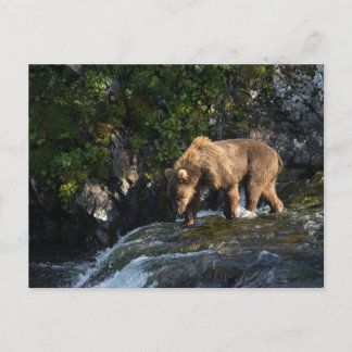 Kodiak Brown Bear Looking For Salmon ポストカード