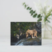 Kodiak Brown Bear Looking For Salmon ポストカード (スタンド正面)