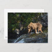 Kodiak Brown Bear Looking For Salmon ポストカード (正面/裏面)