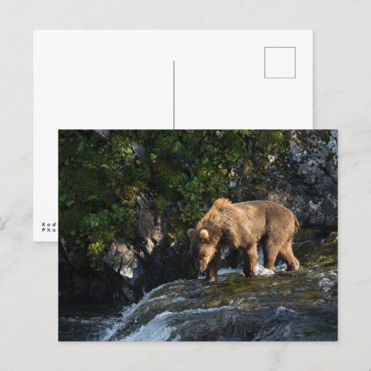 Kodiak Brown Bear Looking For Salmon ポストカード (正面/裏面)