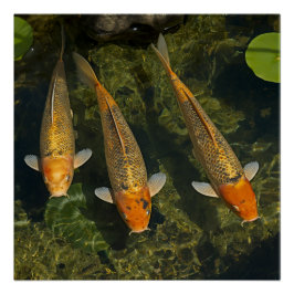 KOI FISCH ポスター