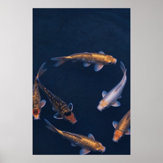 Koi Fish in Deep Blue Water Zen Poster ポスター (正面)
