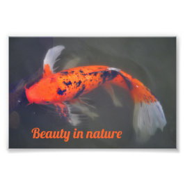 Koi, Pez Carpa フォトプリント