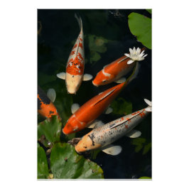 KOI POSTER ポスター