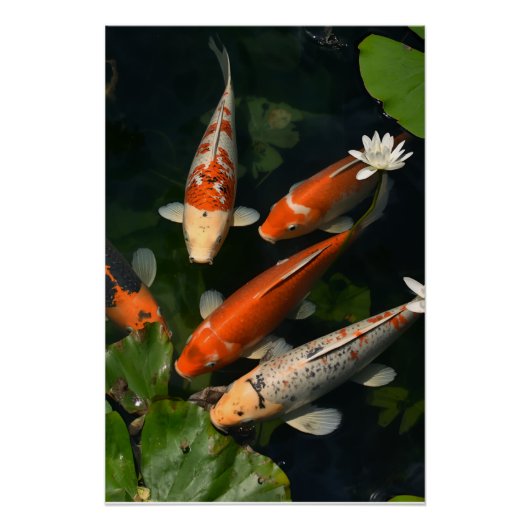 KOI POSTER ポスター (正面)