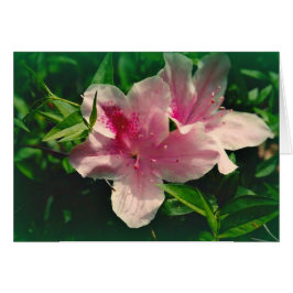 Koinonia "道の団体"