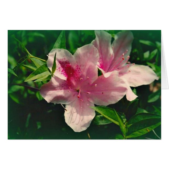 Koinonia   "道の団体" (正面横)