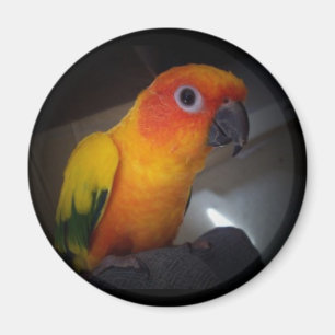 kojoカスタマイズ太陽のconure - マグネット