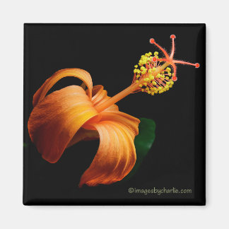 Kokio Native Hawaiian Hibiscus Flower Magnet マグネット