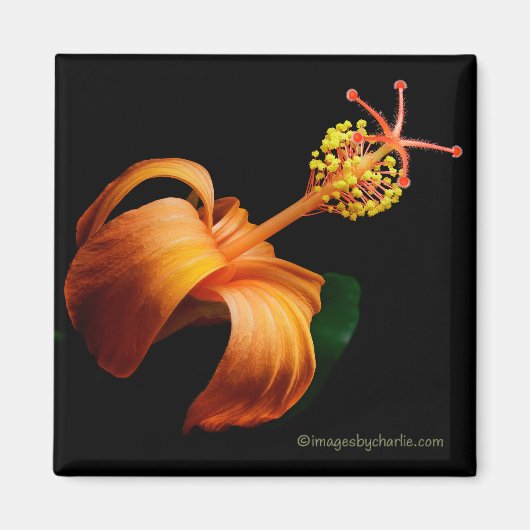 Kokio Native Hawaiian Hibiscus Flower Magnet マグネット (正面)