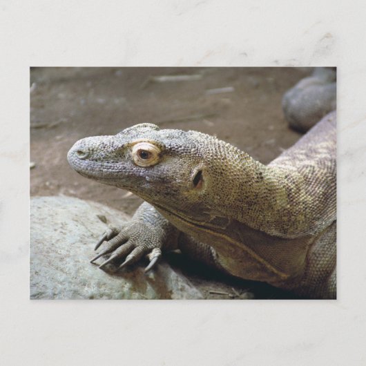 Komodoプロフィール葉書 ポストカード (正面)