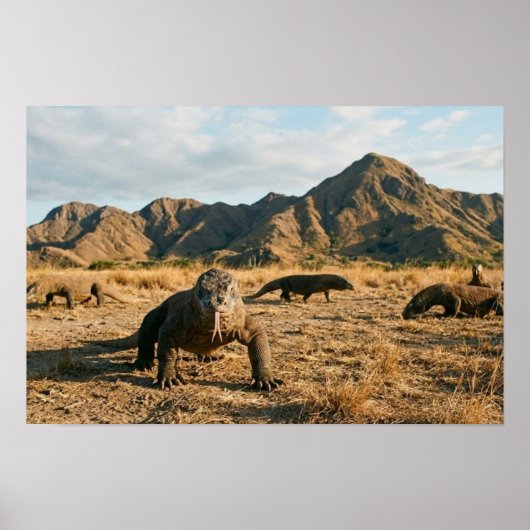 Komodo Dragon Indonesia National Park Wildlife Art ポスター (正面)