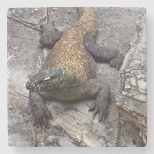 Komodo Dragon on Sunlit Rock ストーンコースター (正面)