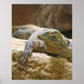 Komodo Dragon Poster ポスター (正面)