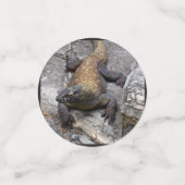 Komodo Dragon Rocky Scatter コンフェッティ (スモール正面)