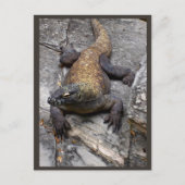 Komodo Dragon Rocky Scene ポストカード (正面)