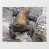 Komodo Dragon Sunlit Rock Scene ウィンドウサイン (シート)