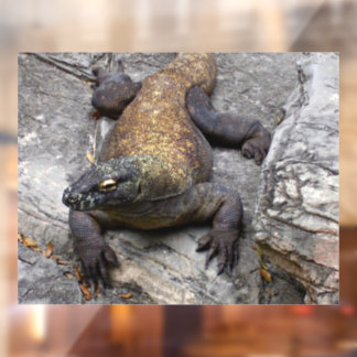 Komodo Dragon Sunlit Rock Scene ウィンドウサイン