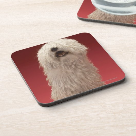 Komondorかわいい犬 コースター (左側)