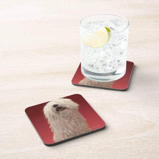 Komondorかわいい犬 コースター (右側)