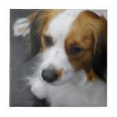 kooikerhondje-2.jpg タイル (正面)