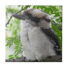 Kookaburraのタイル タイル