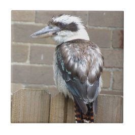 Kookaburraのタイル タイル