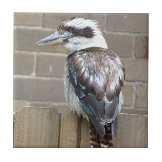 Kookaburraのタイル タイル (正面)