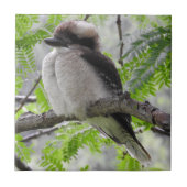 Kookaburraのタイル タイル (正面)