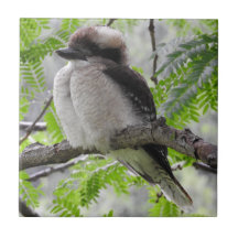 Kookaburraのタイル