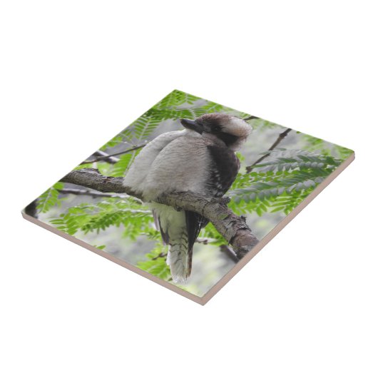 Kookaburraのタイル タイル (側面)