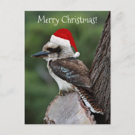 Kookaburra鳥の動物レッドサンタハットクリスマス ポストカード (正面)