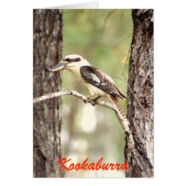 Kookaburra (正面)