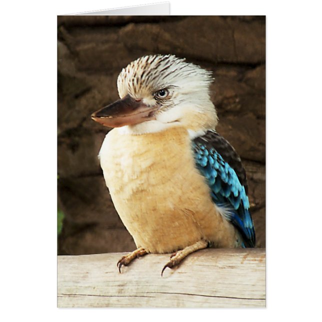 Kookaburra (正面)
