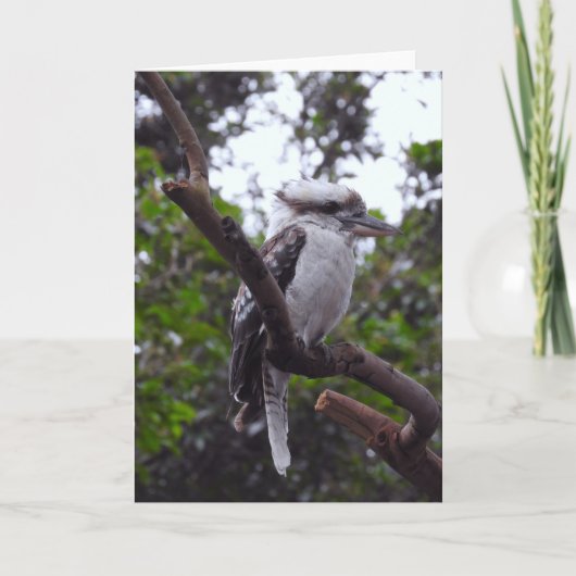 Kookaburra カード (正面)
