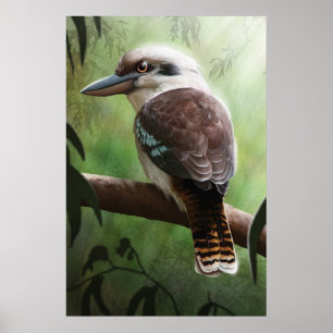 Kookaburra ポスター