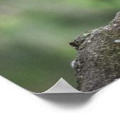 Kookaburra on branch ポスター (角)