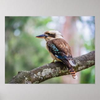 Kookaburra on branch ポスター