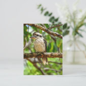 KOOKABURRA QUEENSLAND AUSTRALIA ポストカード (スタンド正面)