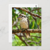 KOOKABURRA QUEENSLAND AUSTRALIA ポストカード (正面/裏面)