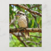 KOOKABURRA QUEENSLAND AUSTRALIA ポストカード (正面)