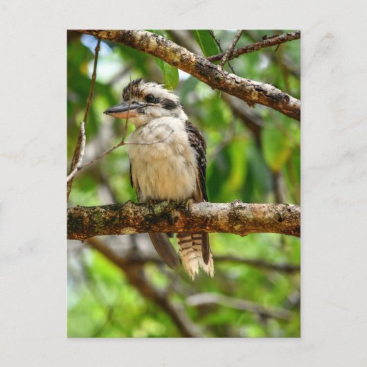 KOOKABURRA QUEENSLAND AUSTRALIA ポストカード (正面)