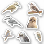 Kookaburra Stickers シール (正面)
