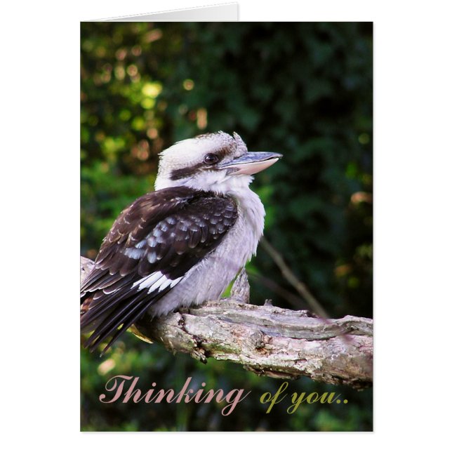 Kookaburra Thoughts..カード (正面)