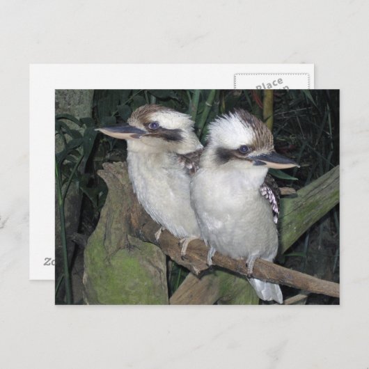 Kookaburras post card ポストカード (正面/裏面)
