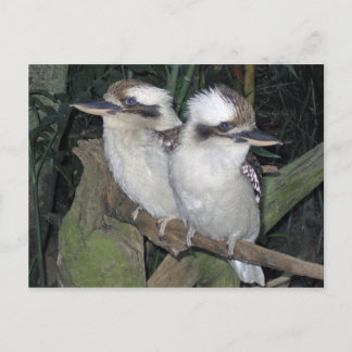 Kookaburras post card ポストカード