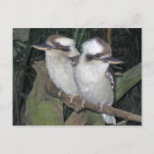 Kookaburras post card ポストカード (正面)