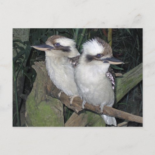 Kookaburras post card ポストカード (正面)