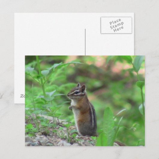 Kooskooskia Idaho哺乳類Deer Animals Chipmunk ポストカード (正面/裏面)